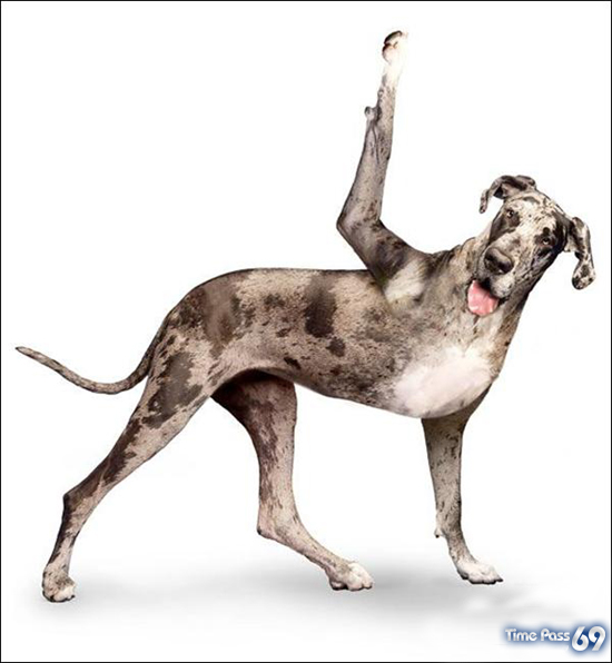 Yoga Dogs for 2010